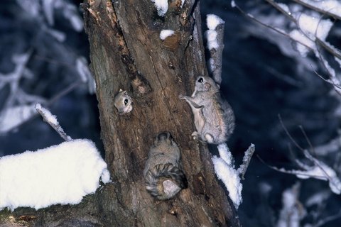 81cc99c772e5d37500056650670b1765