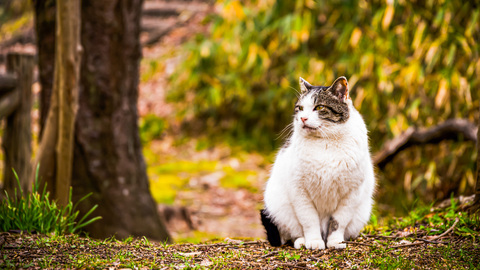 235003c4d256ad01d7db2688b1f68db8