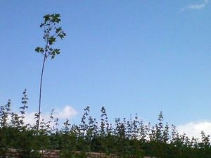 041ec9d15b187486c283765ec1c4a463