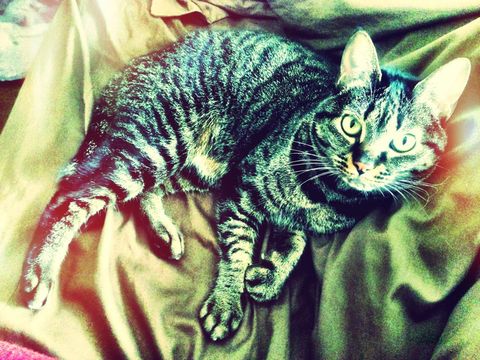 4c7ca307506b88056065e2547d459733