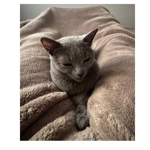 Cae1885ec44a9687f25ff1cfaf1b9dda