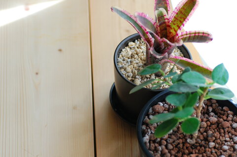 443d7f96d0afde8ceb51bfe35c4dea56