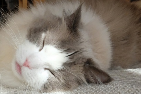 0724f3664cd99e4e16a263ae3acc425d