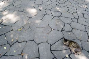 5cc7c7bf53fbc70d4d30dc8eaf5feaca