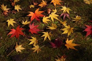 5c768330ae97aaee52bb05f56cf30a6f