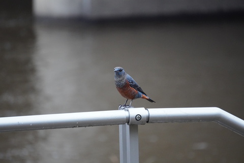 C925740e54f6537c1a94db795eb311db