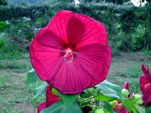 Da98b254c3aa74750c133f00267c63c5