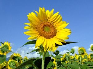 60e051b5e686012d415a55faec1d0129