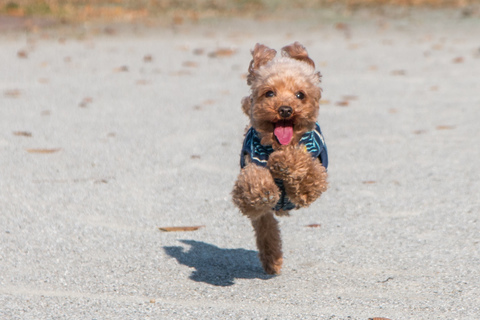 Ccee1c12c42878b37197ec35cd0376b6