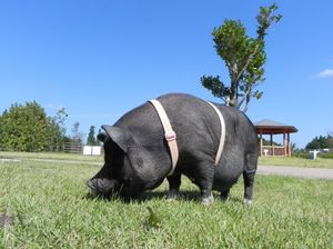 6e466a1fc7d32a3b77f262289a4e177a