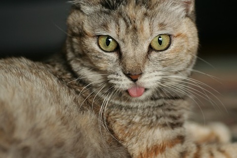 56aac9fcda31f893e7f9e79ca436b15d