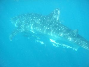 75f7f547bf4eb331fdb6442c906db95d