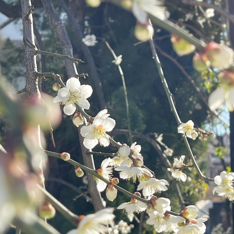 2e0e8ca245fa87ae8d5936c1eb6c42d3