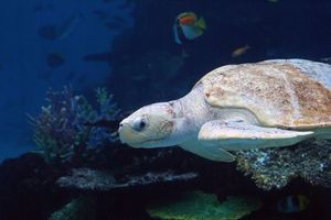 038e0ee49d15f66bd402fd84a81a4267