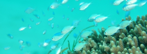 C4421062bff7aa696126b6d44c50cafe