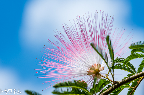 5c1034f439c3d61f3351afa4dea253fa