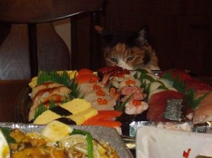 A23705093299d1d0b939f94dec3187f2