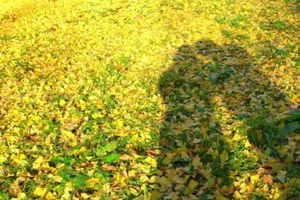 F9f7072bc535ff9f3b6b477203a6577e