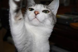 6590f99f86e09553c3c9291db74f6f38