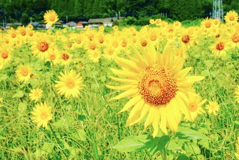 53332e3133158c94861afbade431a901