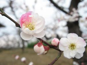 8cb655187cc180f8f6ef10252da9f076