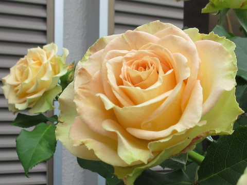 D3630f2674a92cac34723f6847db02e0