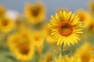 B61d386a55479179d9acc76ff50642cc