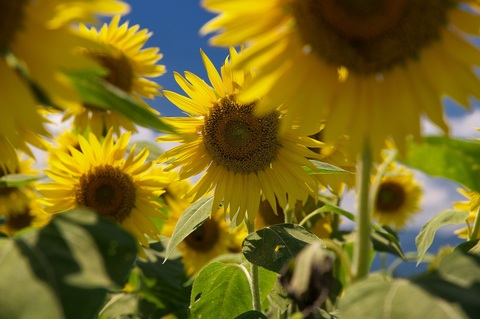 658da4dc5ef0beffc0976bd89efd6292