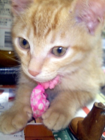 B8bf5310ab44f81c7db533827e2b2c0b