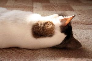 4a1d1bda7fa31ee6beb5fbc92b441f00