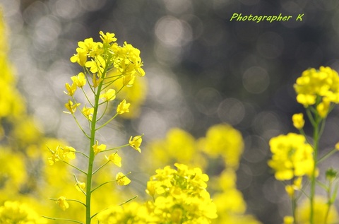 C87f32fbc9bd770bffa3f3c78510211c