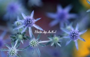 2dac5204393ae28a8c440c77f88b4c4c