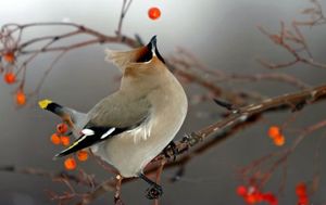 9f11718d904cee2511364c817557e335