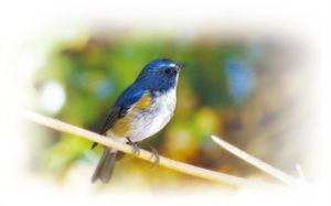 5ce9963d0cac0a11622516f4b82f0204