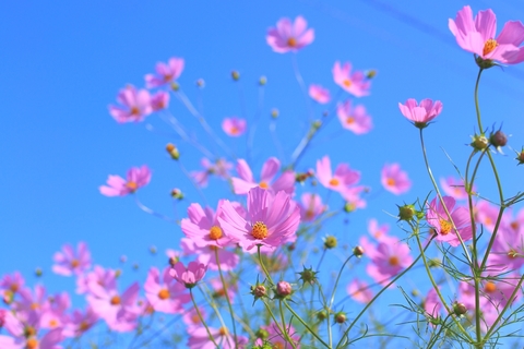 644070e7e897a243d75eb0f053b50383