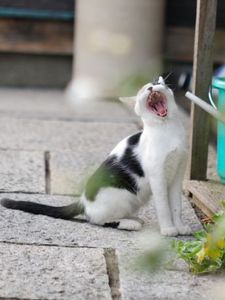 1dfe6615032e8c69854b21f6b171c6fa