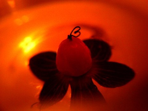 09292ef0ee1a9a7f72b2bf2291ae4b6e