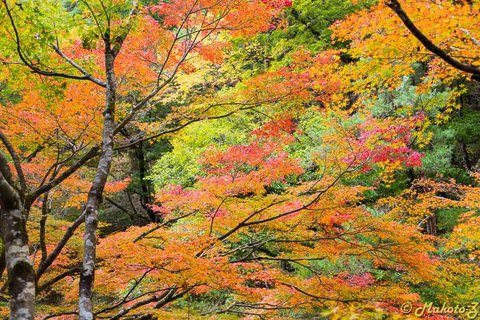 04b6df6f884f6722b46278e61dd65775