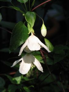 0e3736ad9173877ee3b6dc630757c9e3