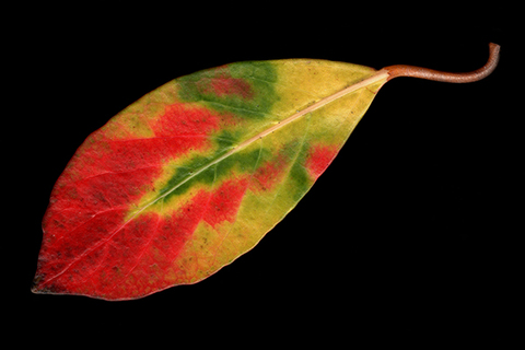 9db955a7256a71cd118d0d578c3213cc