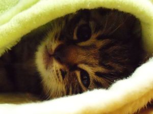 Cf49325e05f4b04859696c0bebac0bfa