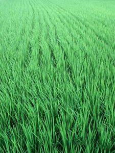 396d4564004e5932c3f6fa5bf297676d