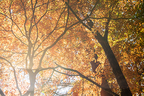 5c6ca294b262bdf7155ad4657ca296ca