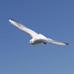 169f6c37e7ae7dd9a42cb8a0d15d0a13