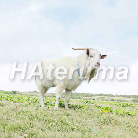 2a617defb4718fd7b4b7d21a37e0aa13