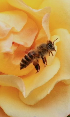 3e92aaa6ecf83a3ccfee05961ccff434