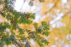 5deb9c41ce1bb7682576cd302a43c64f