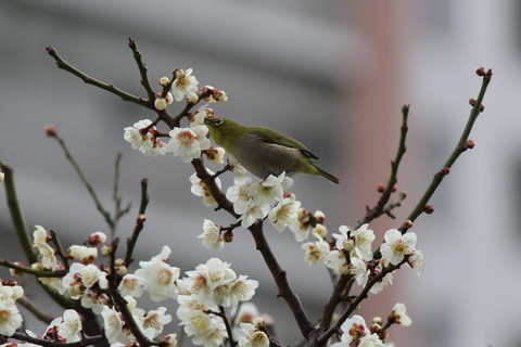 4b179ce11089d0e9792e0fc0add5b14a