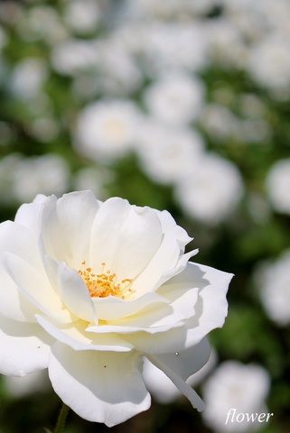 A2b726a72569b091c2e9775d2d7ee63f