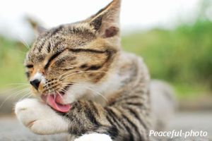 Ed9e0a93ea49553bef2c409d1e52d3d2